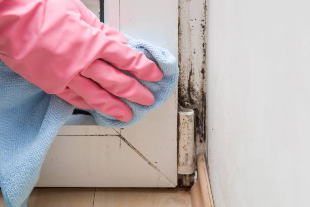 Best Certified Mold Removal  in Superior, CO